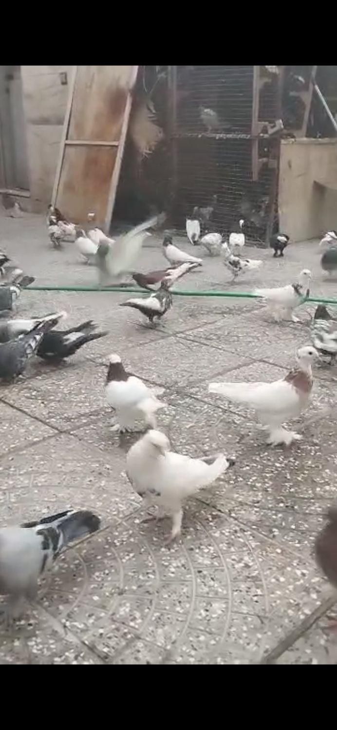 دسته بهبهونی وشهری ۴۲تانر ۸عددماده روهم جفتی۸۰۰|پرنده|شیراز, صنایع الکترونیک|دیوار