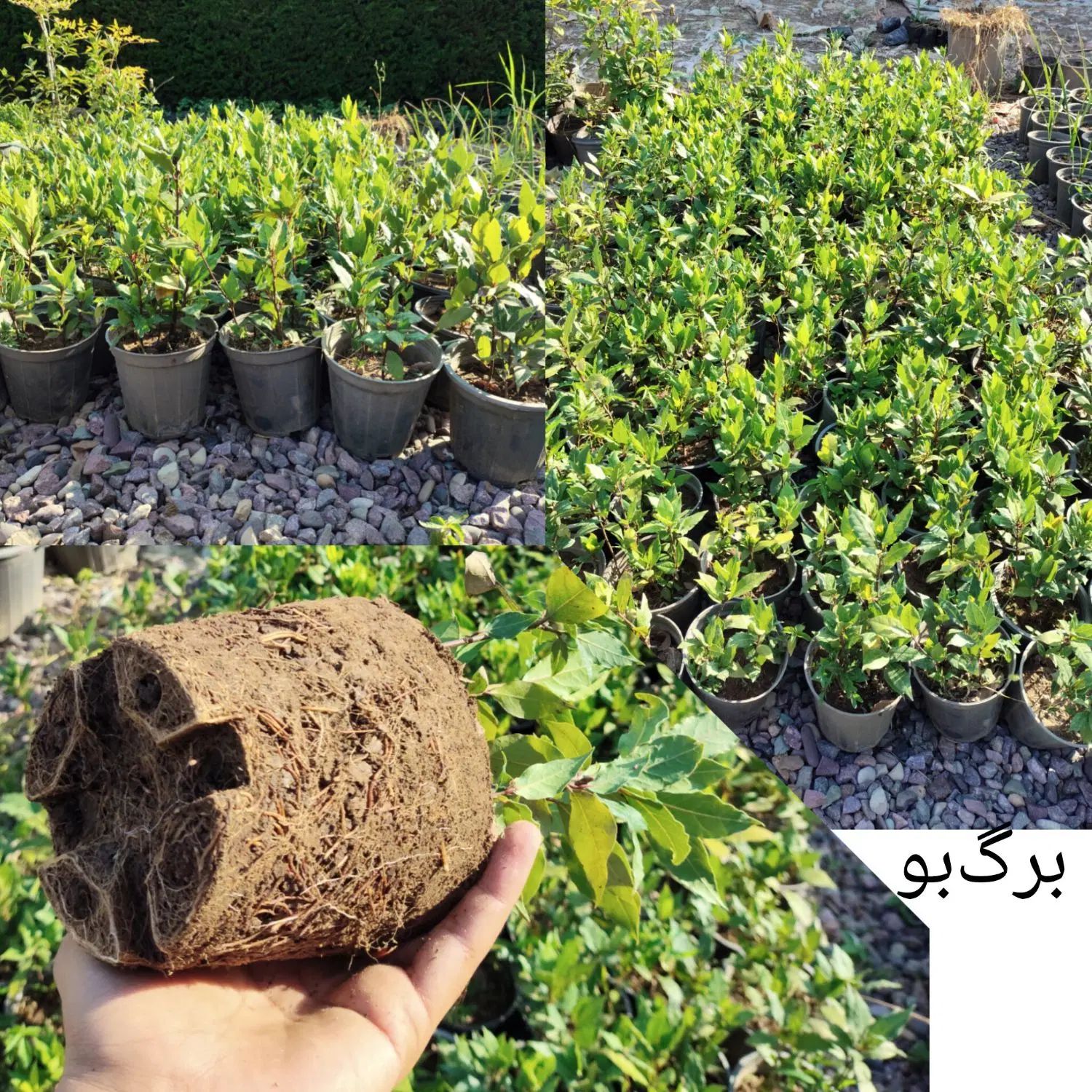 فروش ویژه گیاهان پیتسپروم و برگ بو و فونیکس(فنیکس)|خدمات باغبانی و درختکاری|چابکسر, |دیوار
