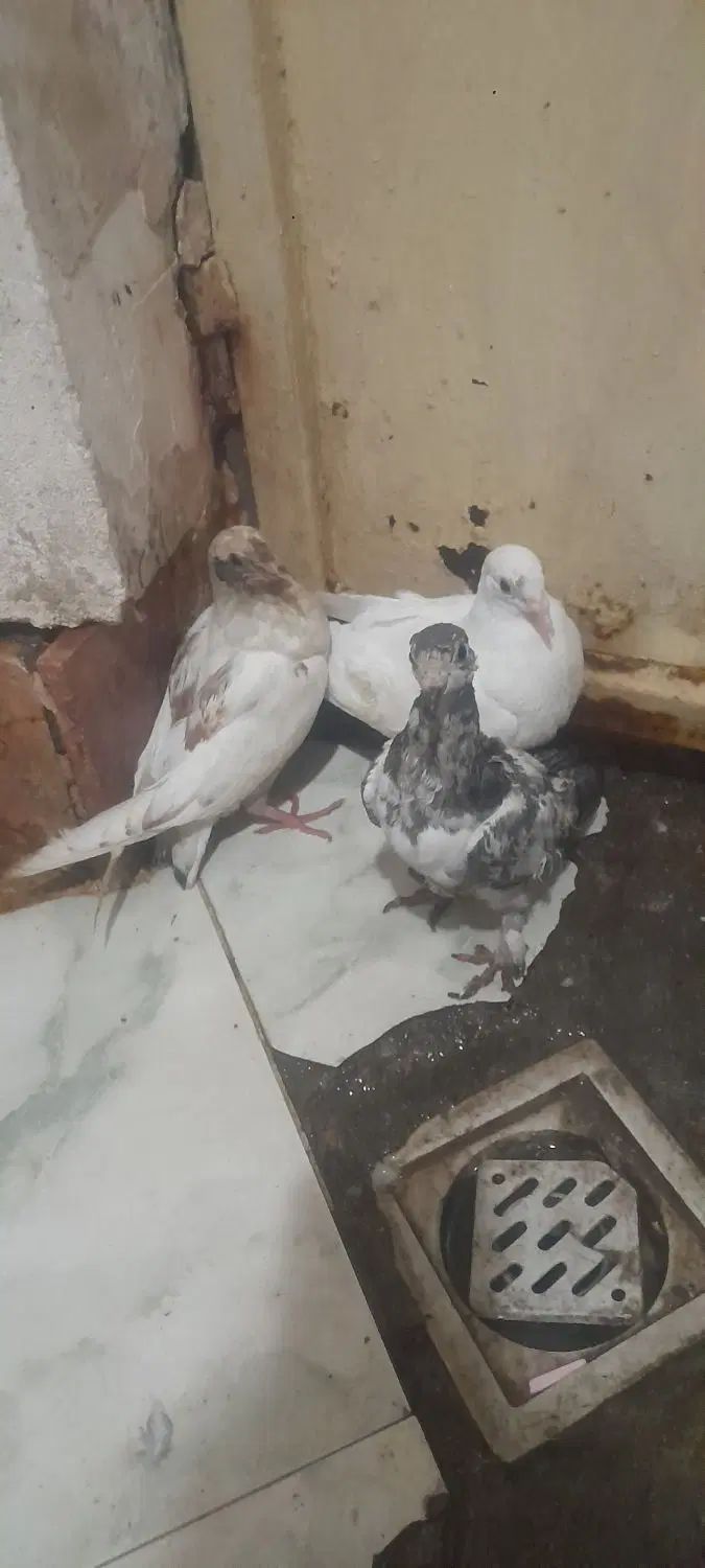 جوجه کفتر|پرنده|مشهد, کوی سیدی|دیوار
