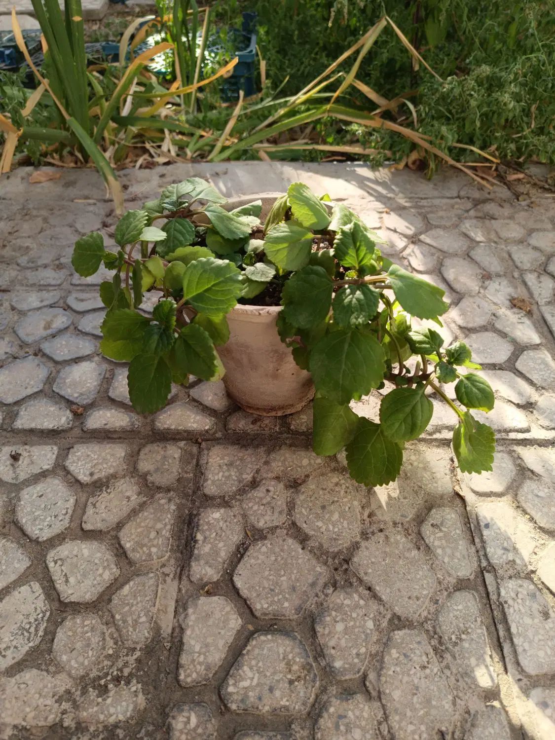 گل گوشواره ای زیبا|گل و گیاه طبیعی|اصفهان, طامه|دیوار