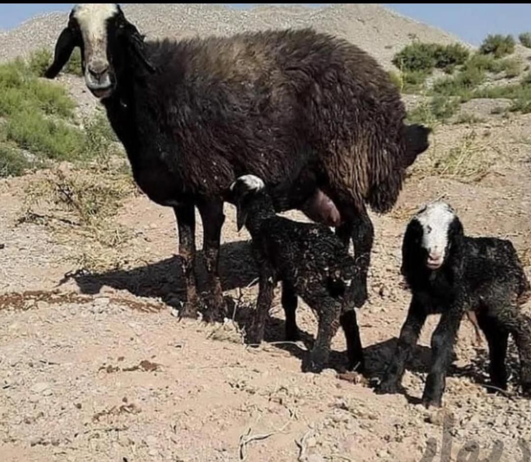 خواف ارسال میگردد میش 2 بره زا گوسفند شالی ژَن|حراج|خواف, |دیوار