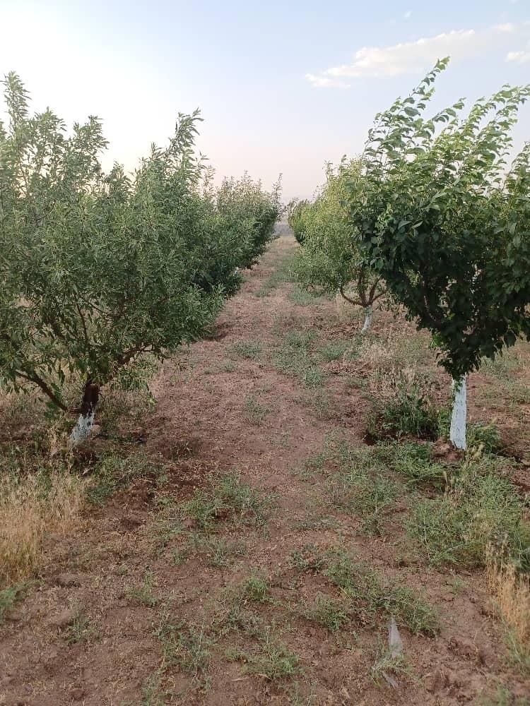 ۵۲۰مترزمین(سندتکبرگ)سهیلیه.زعفرانیه.کردان|فروش زمین و ملک کلنگی|کرج, دهقان ویلا|دیوار