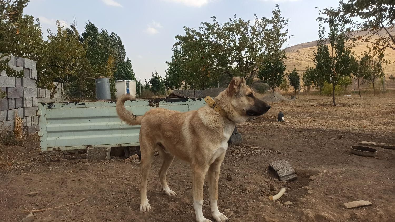 سگ سرابی نر|سگ|سقز, |دیوار