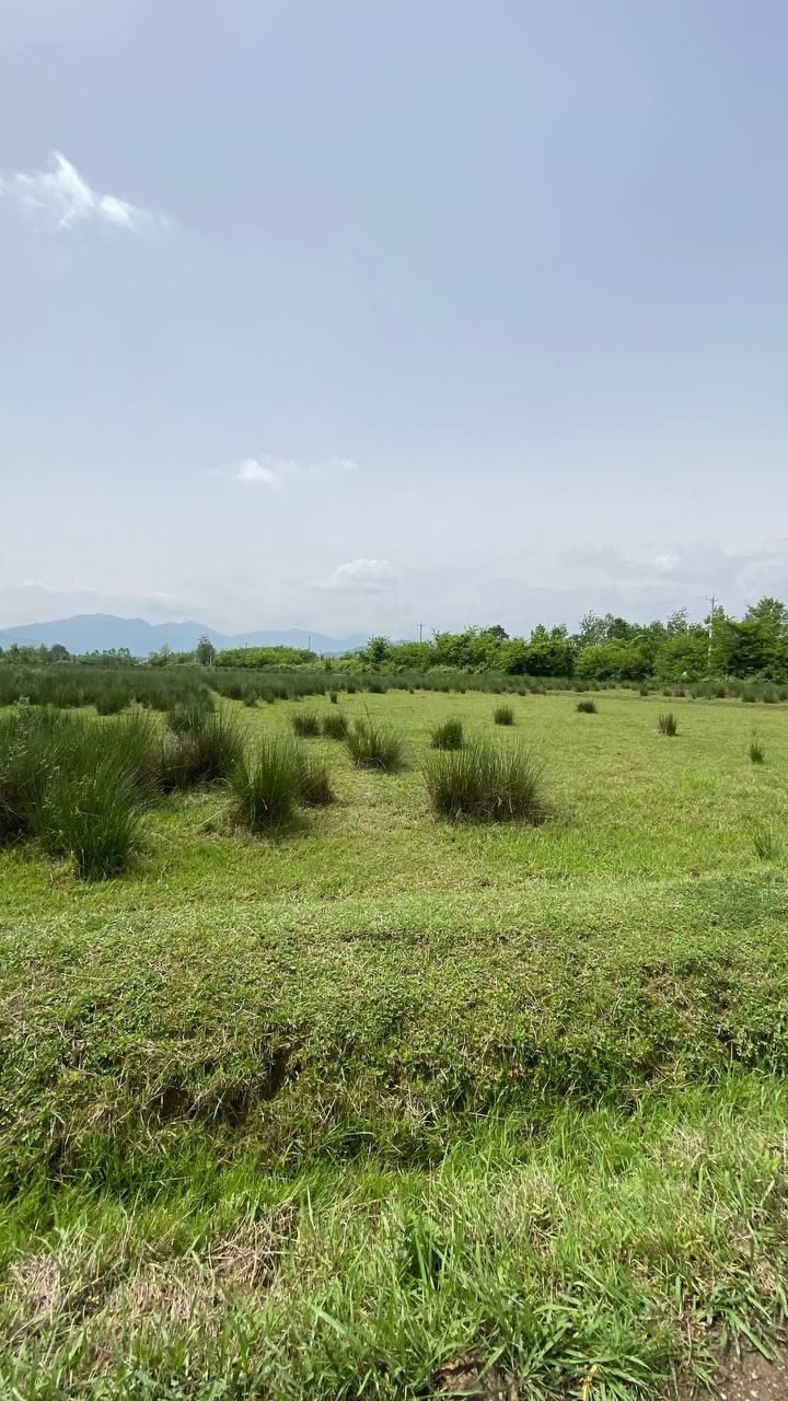 زمین در فومن روستای قلعه کل.|فروش زمین و ملک کلنگی|فومن, |دیوار