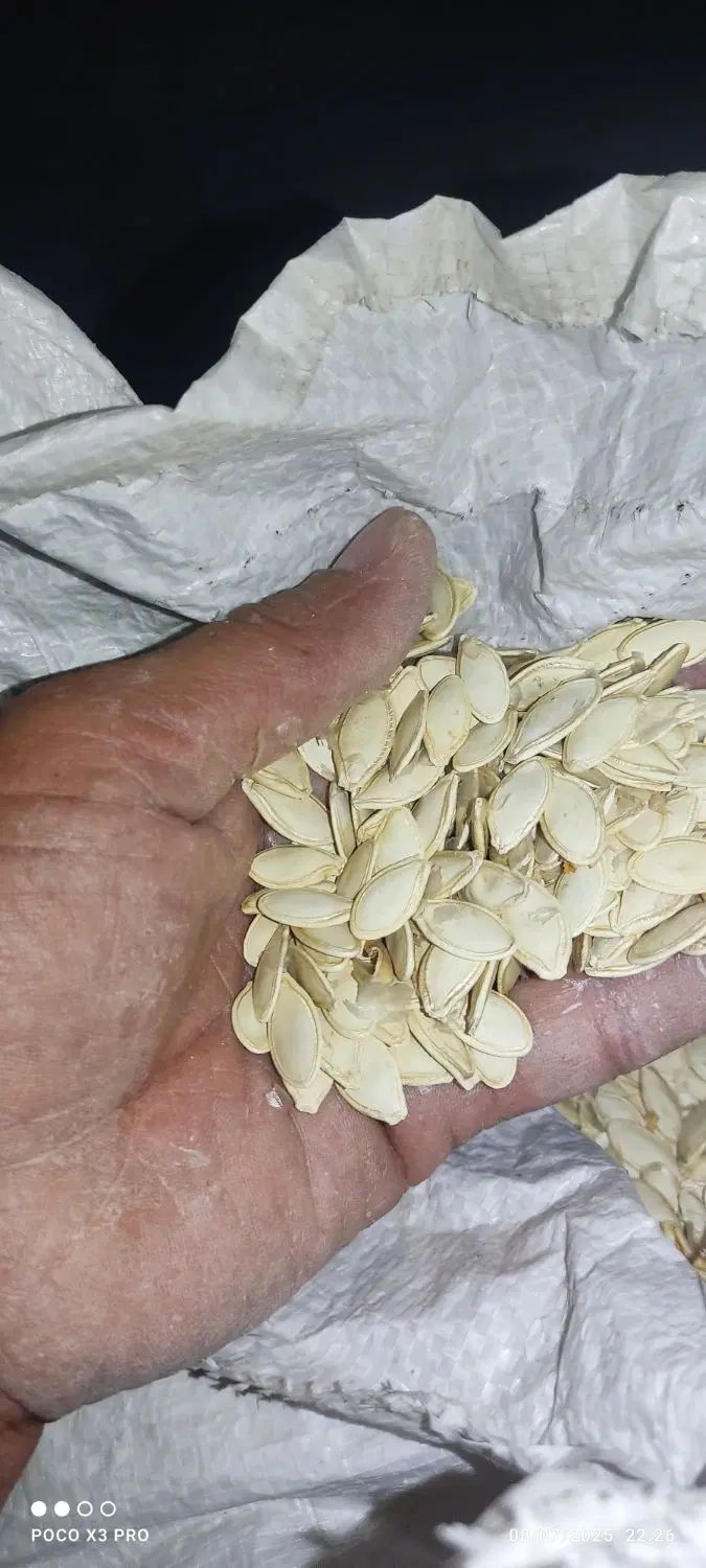 تخم کدو|خوردنی و آشامیدنی|اصفهان, امین‌آباد|دیوار