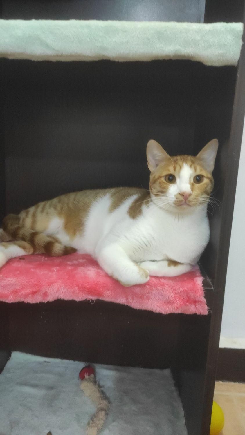 پانسیون تخصصی نگهداری گربه|لوازم جانبی حیوانات|بندرعباس, |دیوار