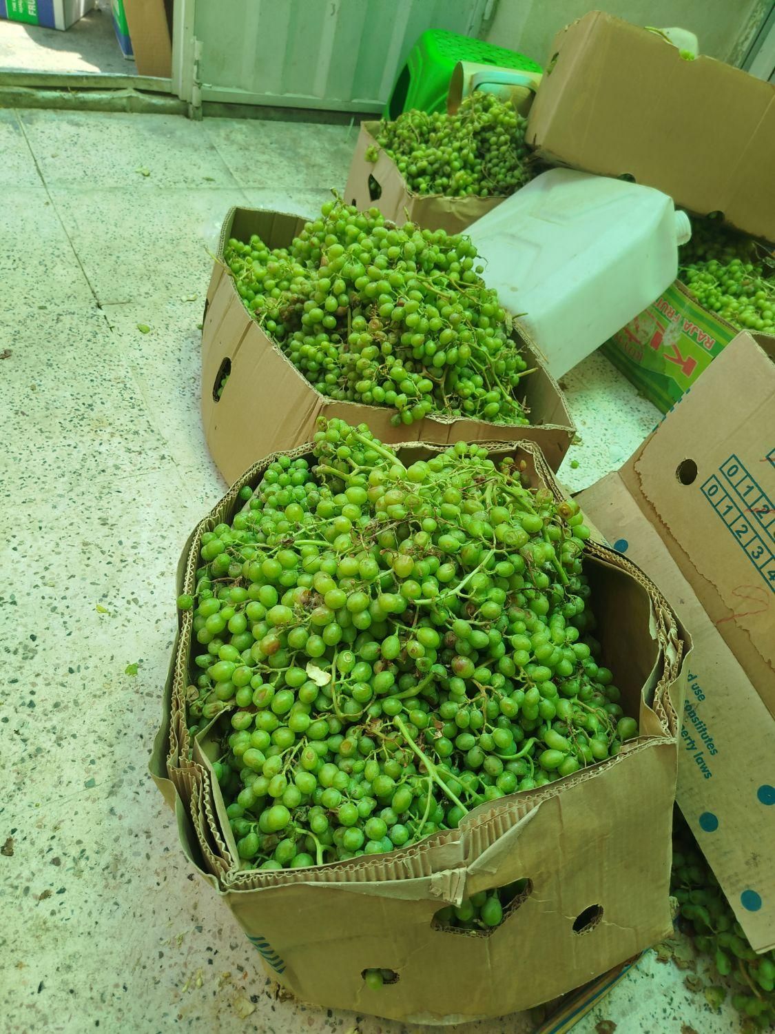 ابلیمو ابغوره خالص و طبیعی  رب گوجه عمده|خوردنی و آشامیدنی|کرج, مهرویلا جنوبی|دیوار