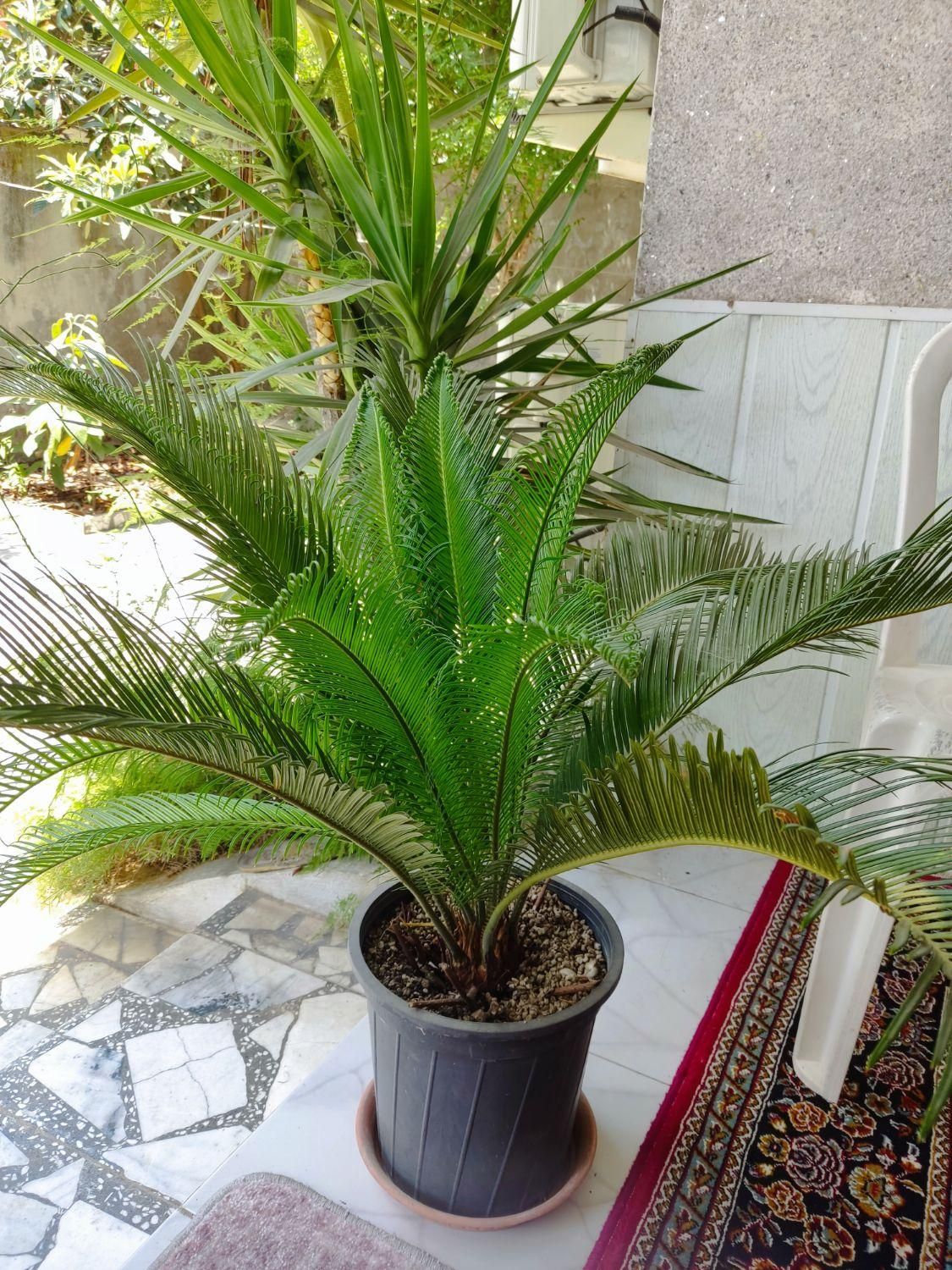گل سیکاس گلدانی|گل و گیاه طبیعی|رشت, فخب|دیوار