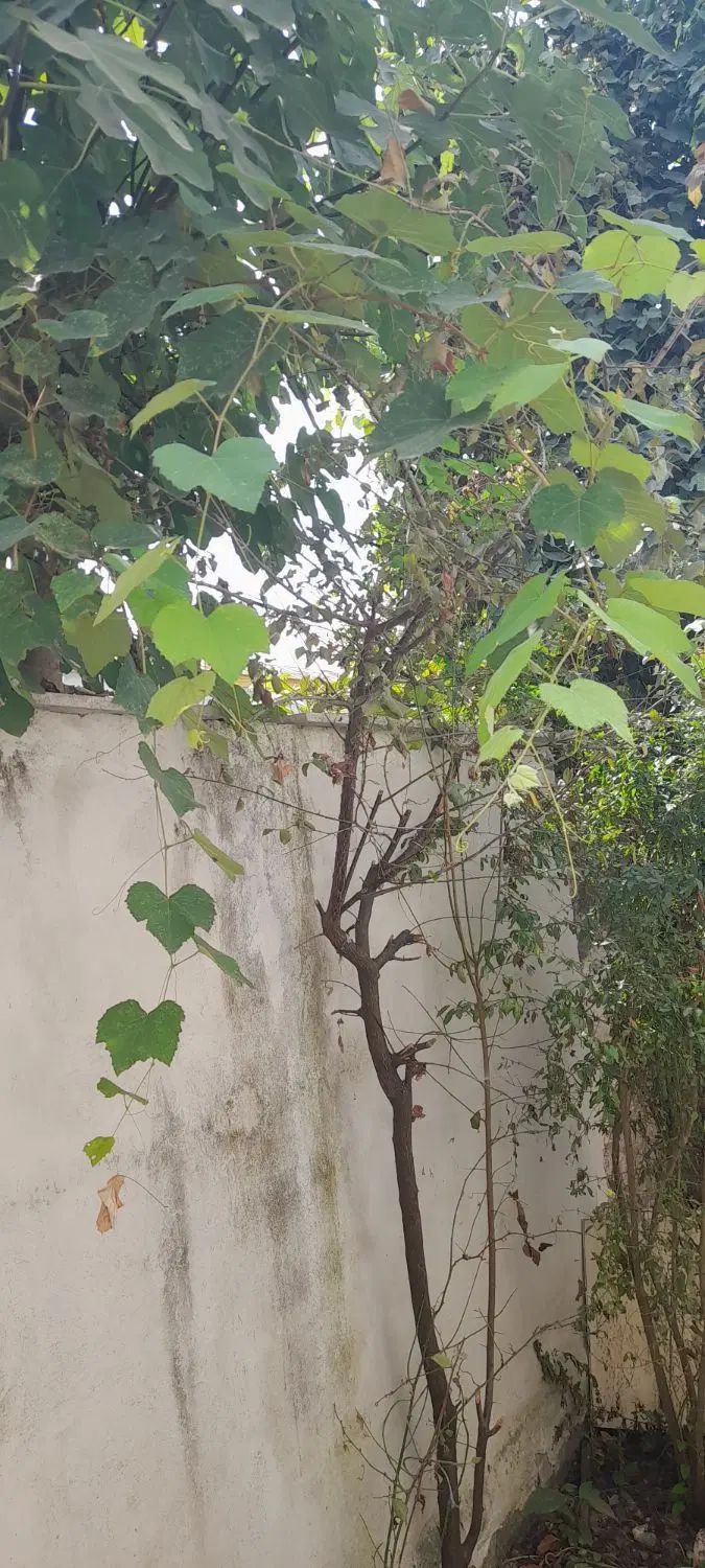 اجاره روزانه  ویلای ۴۵ متری گیل پرده سر سنگر|اجارهٔ کوتاه‌مدت ویلا و باغ|سنگر, |دیوار