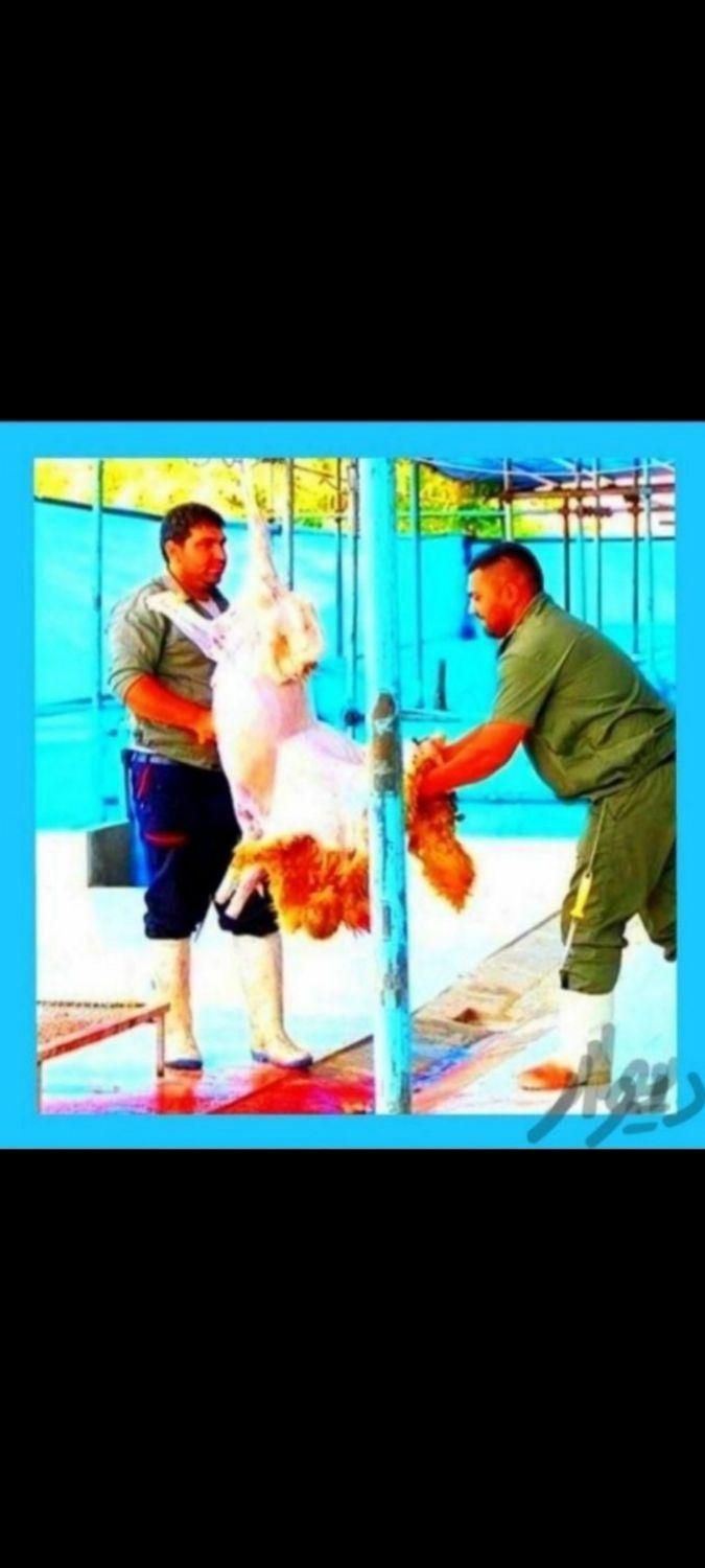 «نرینه*قلمآبی۰زنده۰عقیقه+قربانی» بّر۰درجه۱گوسفند|حیوانات مزرعه|مشهد, توس|دیوار