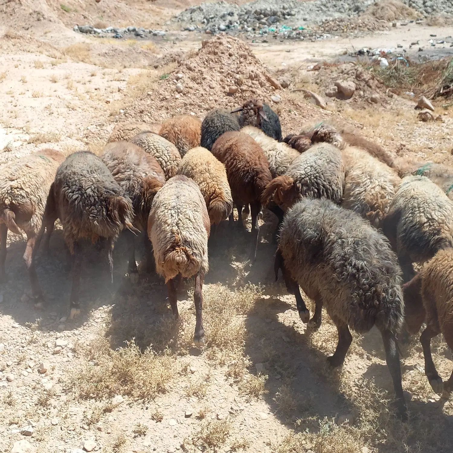 تعداد ۲۸ راس میش دوبهر کردی درجه یک ی صاحب|حیوانات مزرعه|چناران, |دیوار