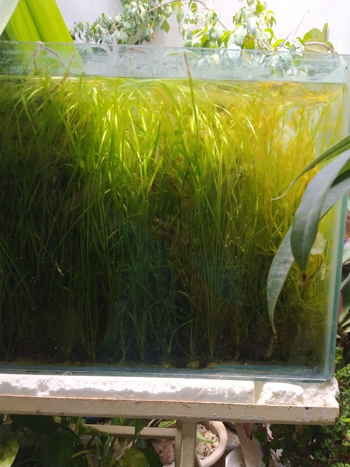 گیاه گندومی|ماهی|اصفهان, قهاب جنوبی|دیوار