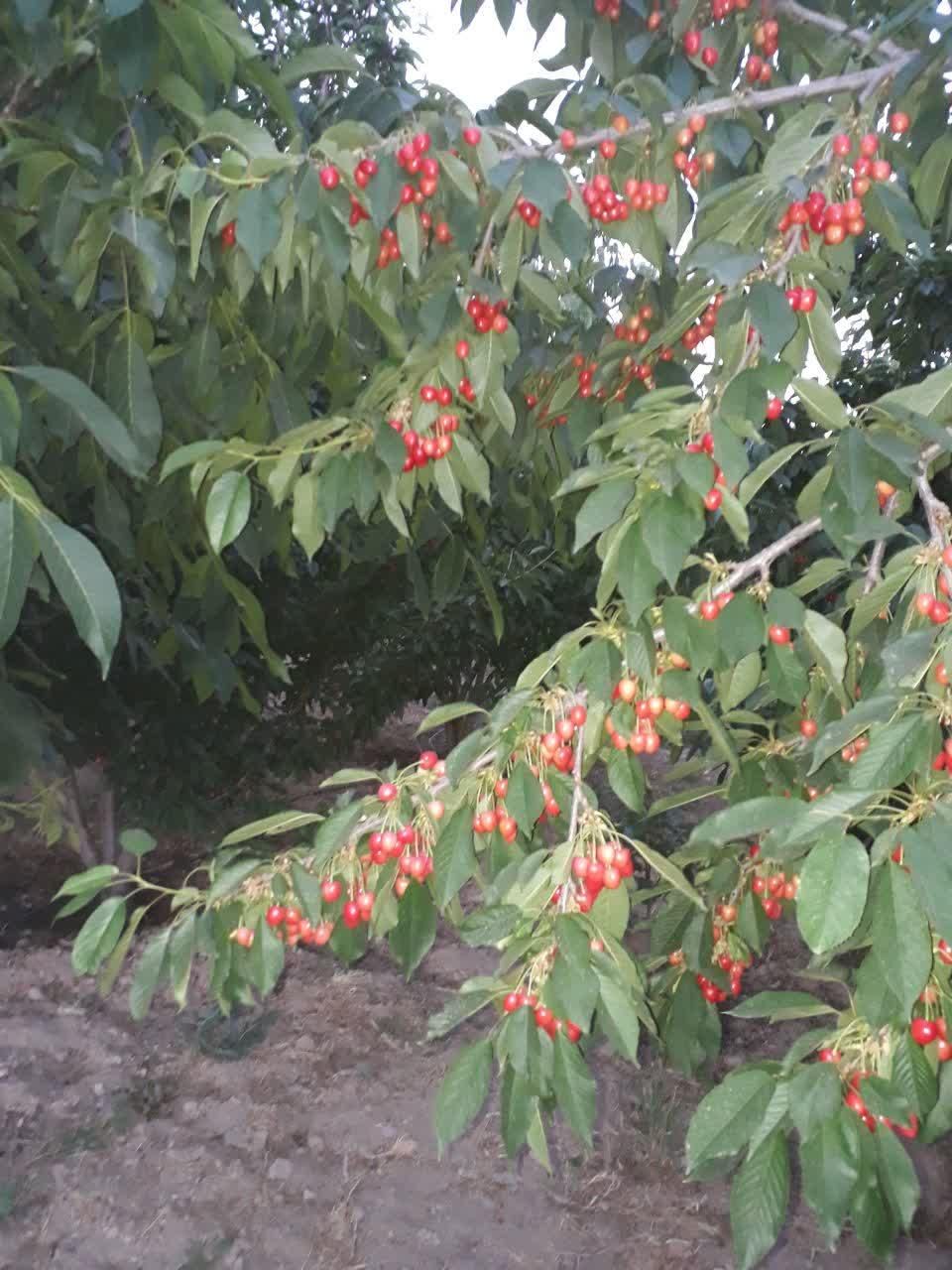 باغ میوه 500متری|فروش دفتر صنعتی، کشاورزی، تجاری|تیران, |دیوار