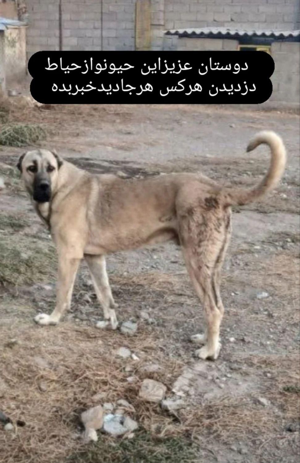 گمشده|حیوانات|اردبیل, |دیوار