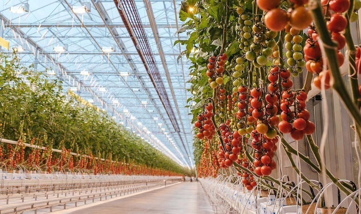 آموزش کشت گلخانه ( مدرک فنی وحرفه ای )|خدمات آموزشی|اصفهان, مولوی|دیوار