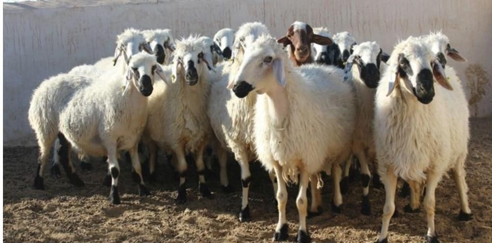 مرکز فروش گوسفند زنده بره نذری عقیقه ،ملک شهر|حیوانات مزرعه|اصفهان, ملکشهر|دیوار