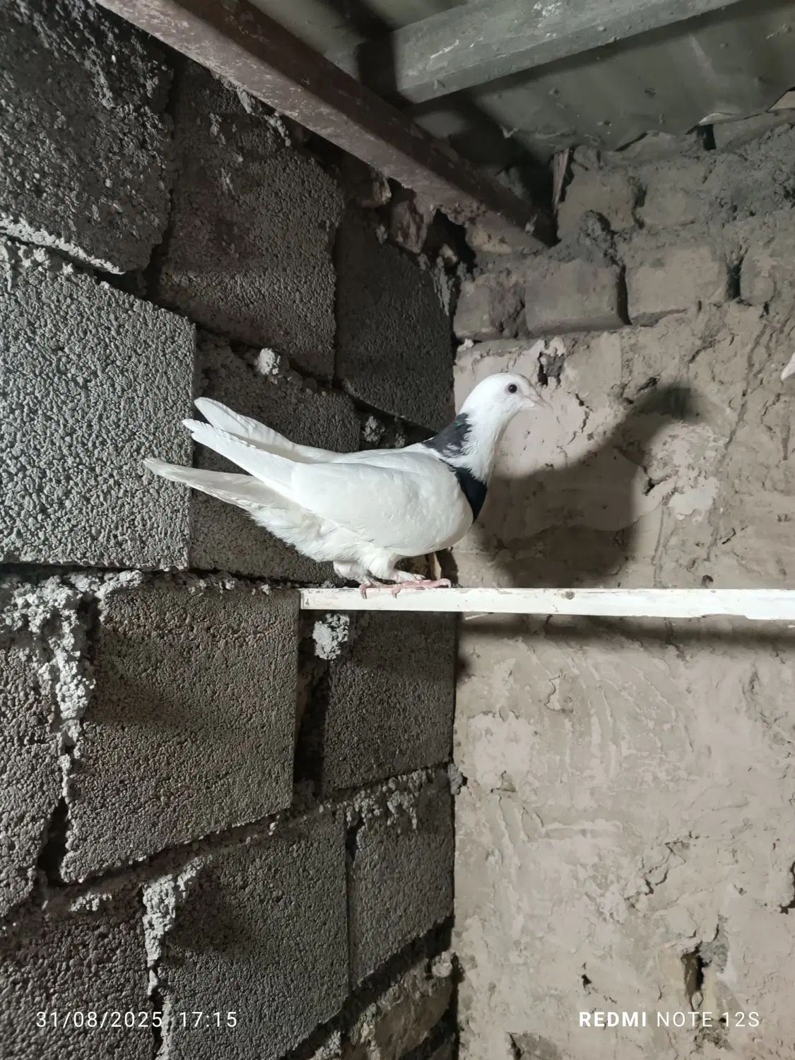 کبوتر|پرنده|مشهد, چهاربرج|دیوار