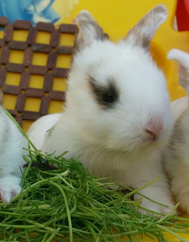 خرگوش|موش و خرگوش|مشهد, طبرسی شمالی|دیوار