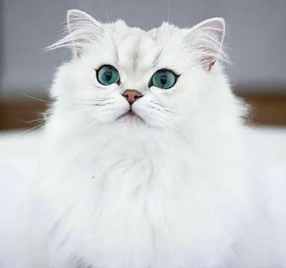 مجموعه گربه های خاص (پرشین بریتیش اسکاتیش)|گربه|شهرکرد, |دیوار