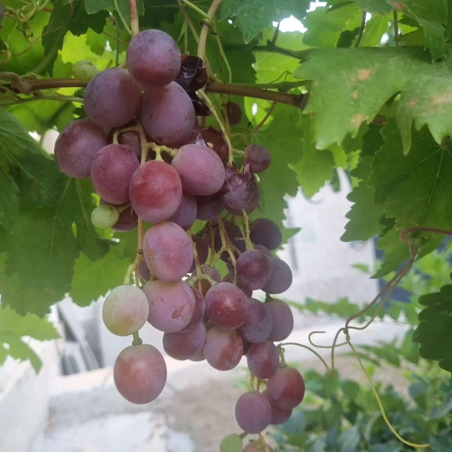 معاوضه زمین با ماشین|فروش زمین و ملک کلنگی|اصفهان, کارلادان|دیوار