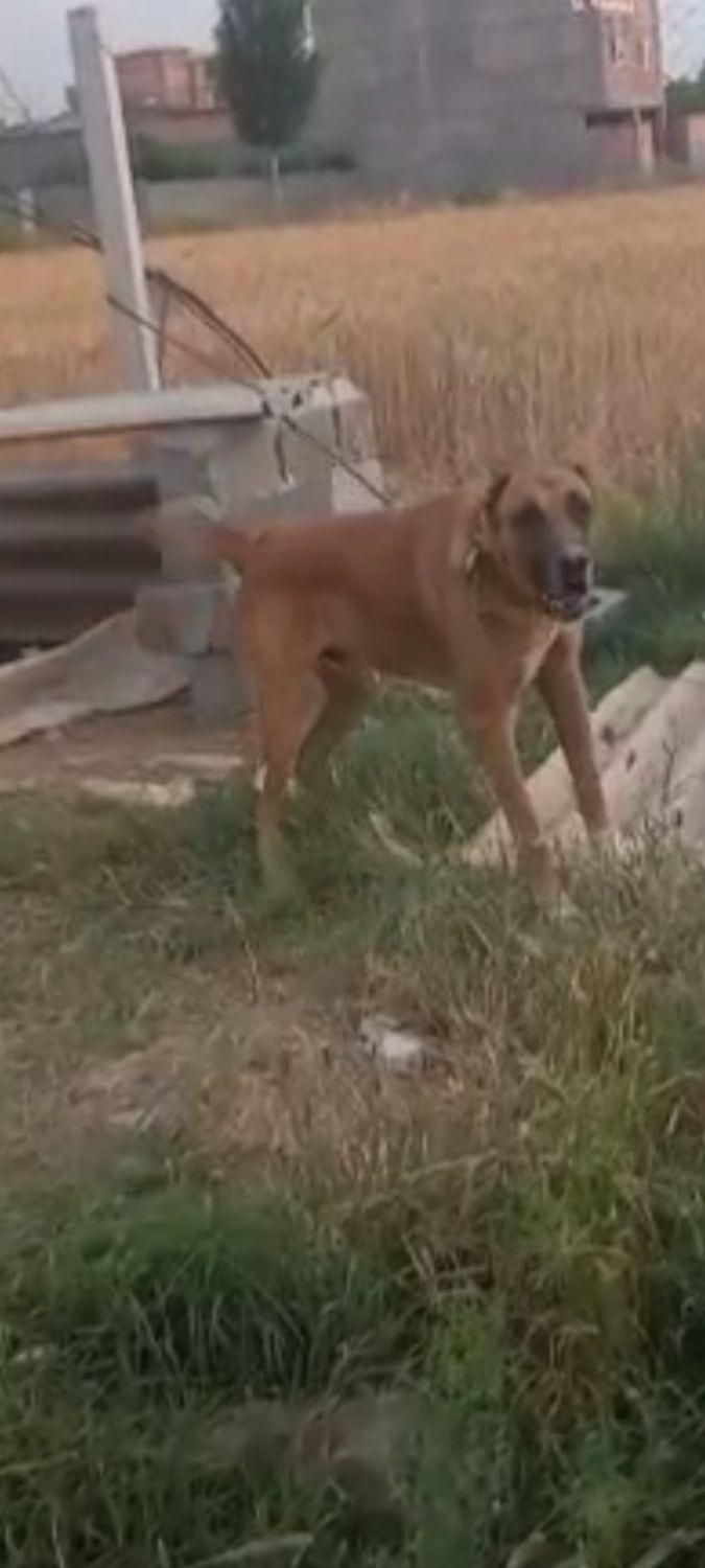 سگ گمشده|حیوانات|گرگان, |دیوار