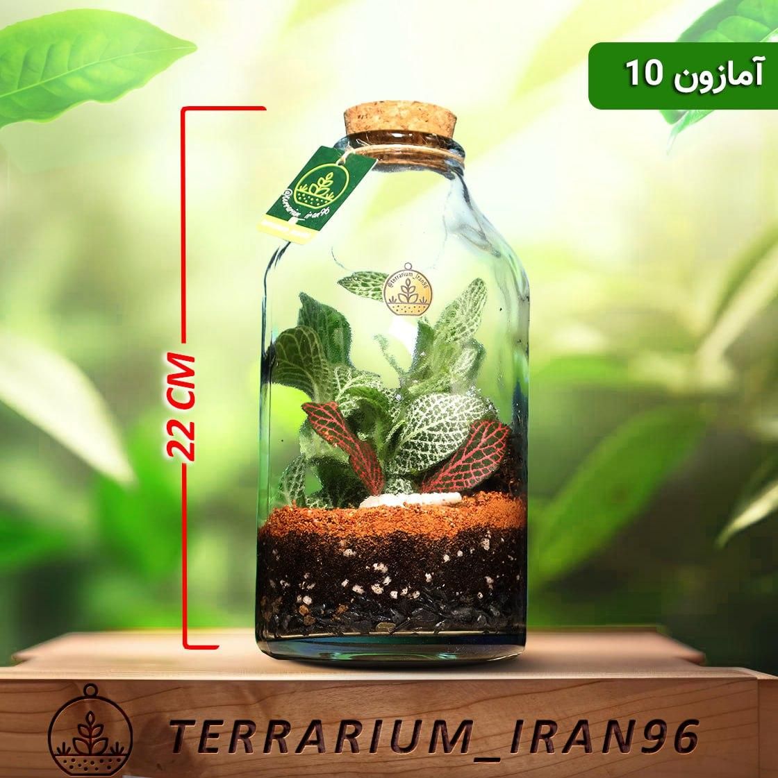 تراریوم|گل و گیاه طبیعی|تهران, کرمان|دیوار