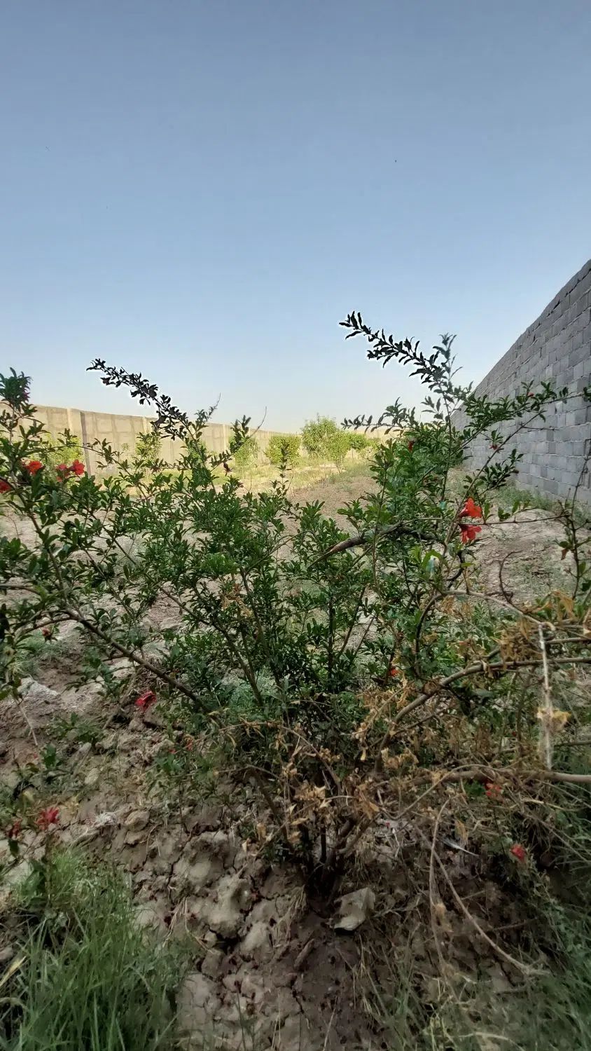 باغ چهاردیواری ۸۰۰ متر دهشاد شهریار نعمت آباد بکه|فروش دفتر صنعتی، کشاورزی، تجاری|شهریار, دهشاد بالا|دیوار