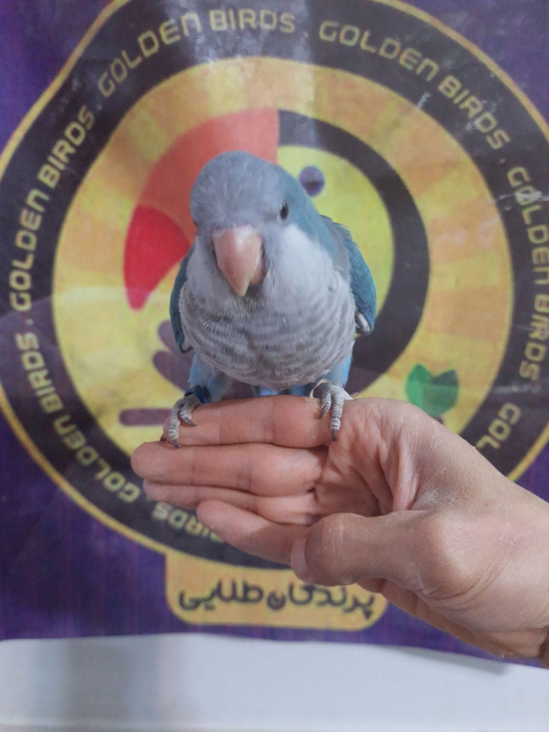 راهب آبی کراس اور سبز زرد آلبینو لوتینو بلو اسکای|پرنده|قم, شهرک قدس|دیوار