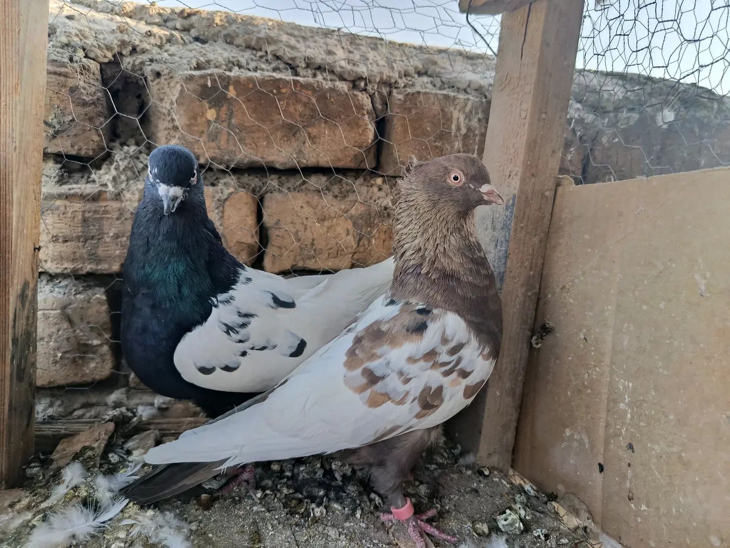 کبوتر سینه ای نرو ماده|پرنده|اصفهان, عاشق‌آباد|دیوار