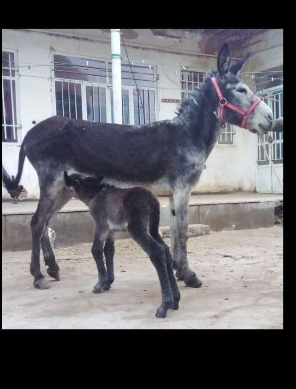 شیرالاغ.شیر الاغ شیرخر شیر خردوشیدن حضوری|خوردنی و آشامیدنی|خمینی‌شهر, |دیوار