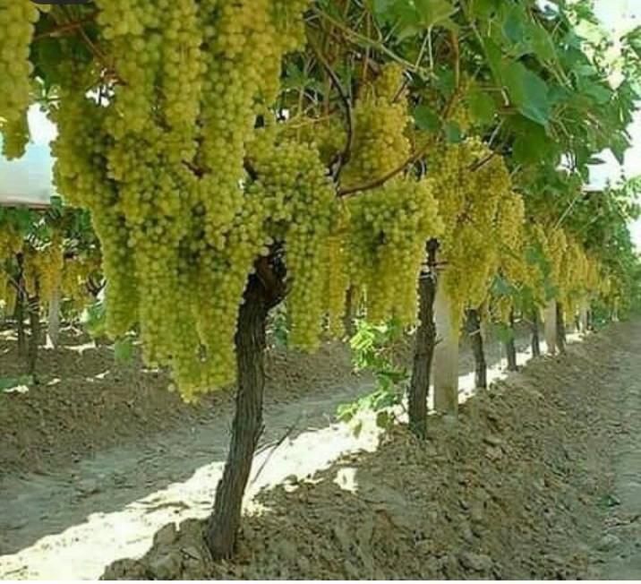 پایه بتنی فنس کشی دور باغ داربست بست انگور|عمده‌فروشی|شال, |دیوار