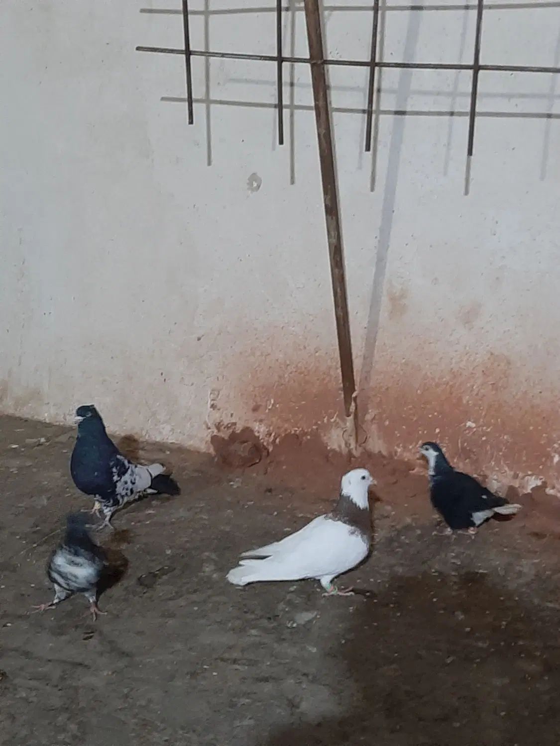 کفتر رنگه|پرنده|مشهد, طلاب|دیوار