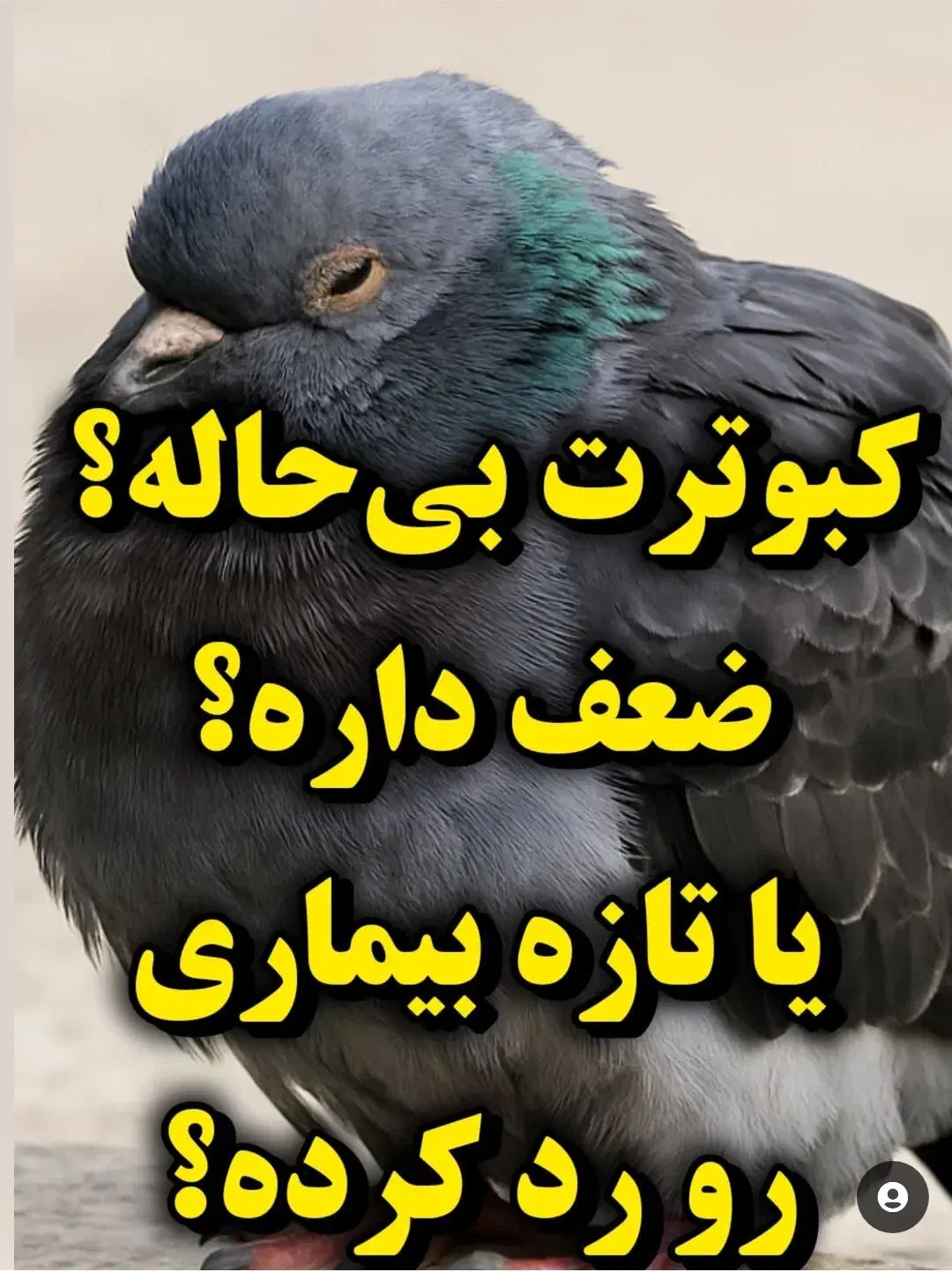 کبوتر رنگی و مسافتی|پرنده|مشهد, کوی المهدی|دیوار