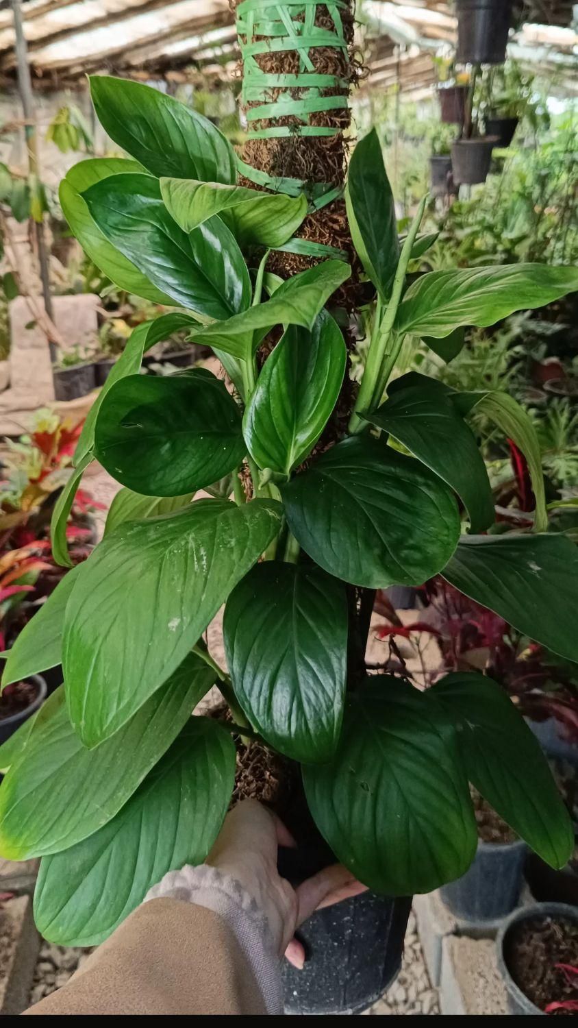 گل اپارتمانی|خدمات باغبانی و درختکاری|فلاورجان, |دیوار