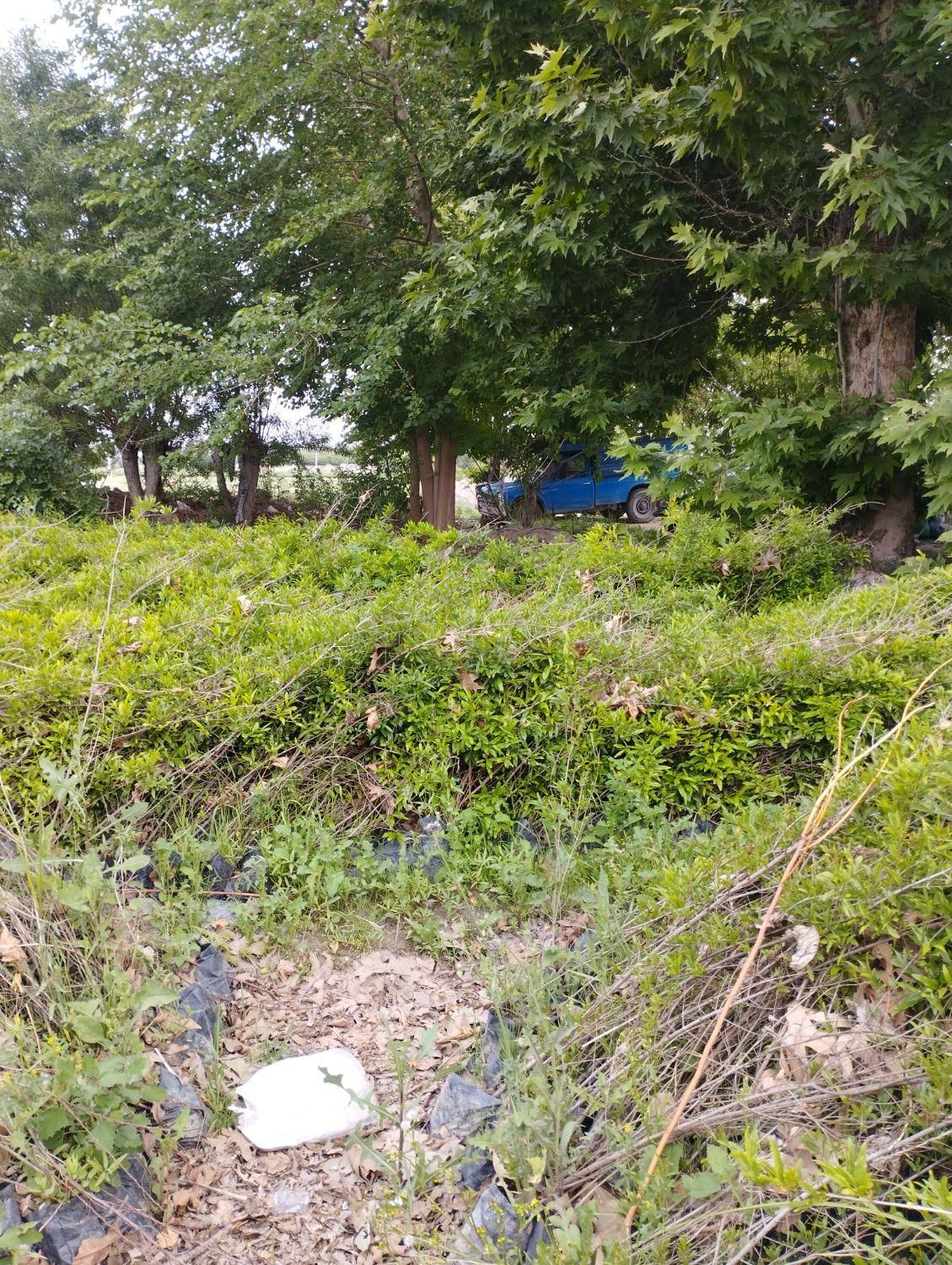 نهال انار شهرضا|خدمات باغبانی و درختکاری|اصفهان, ردان|دیوار