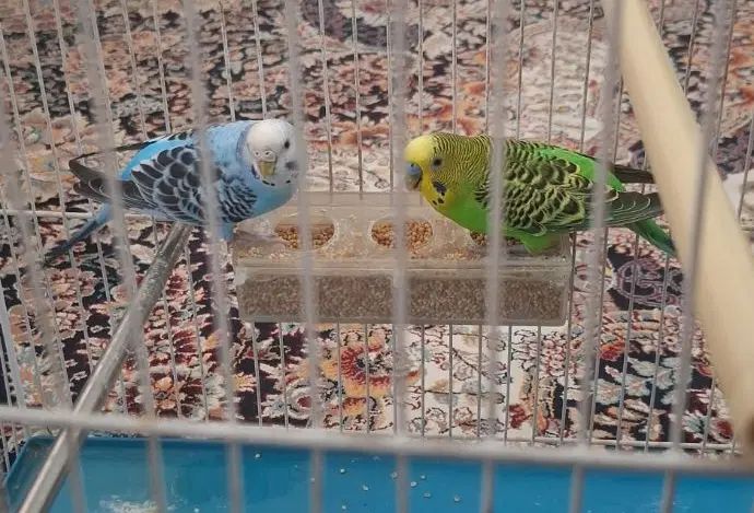 یک جفت مرغ عشق با قفس|پرنده|مشهد, شهرک امام هادی (شهرک غرب)|دیوار