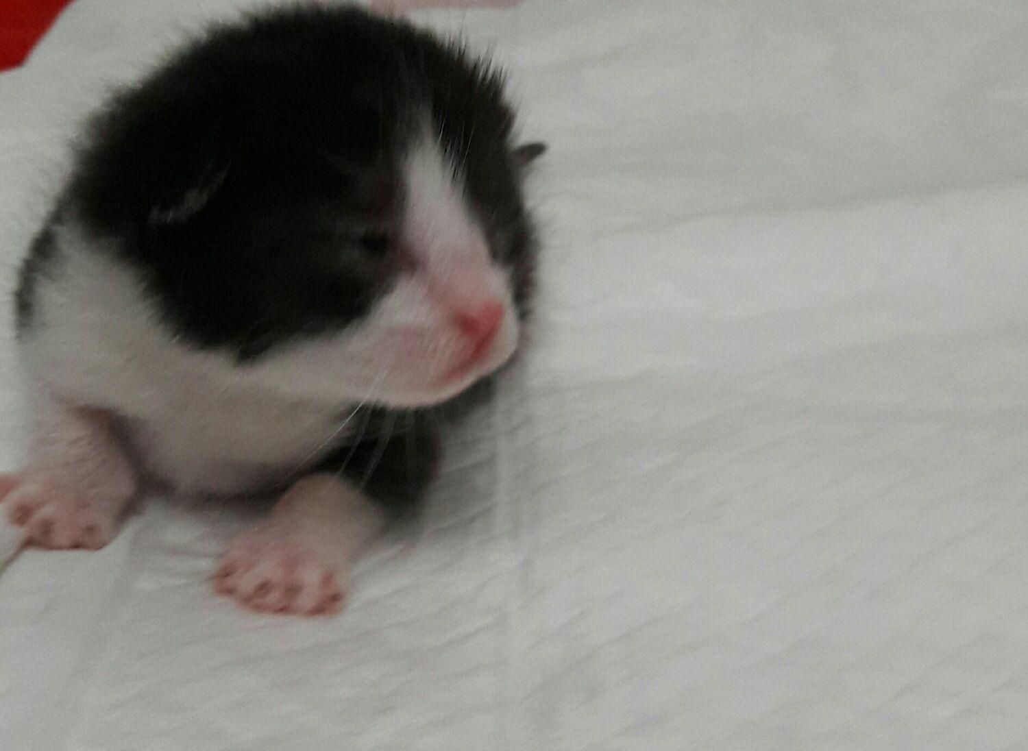 واگذاری گربه ده ماهه به نام تامی و سامی|گربه|نوشهر, |دیوار