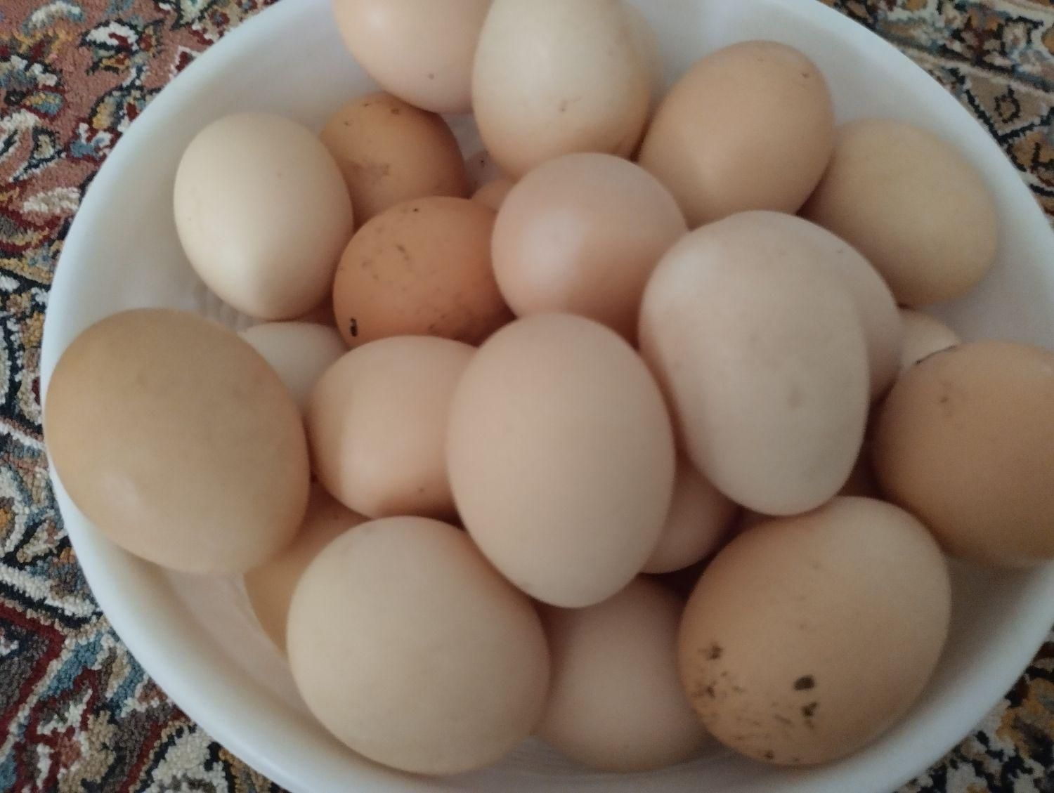 تخم مرغ|خوردنی و آشامیدنی|شیروان (خراسان), |دیوار