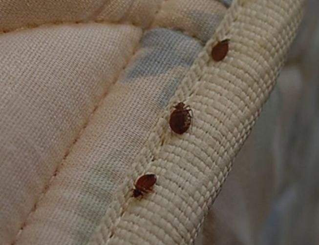 سمپاشی× حشرات×ساس موریانه سوسک کابینت سم خالص بشرط|خدمات نظافت|آبادان, |دیوار