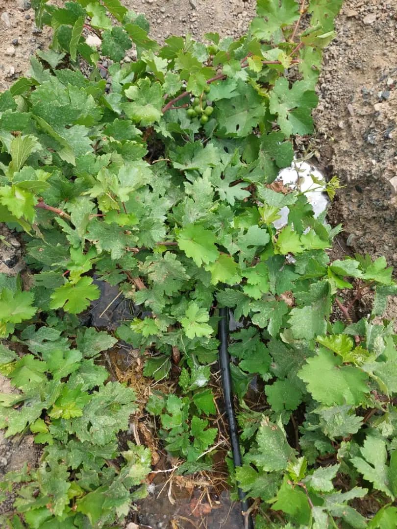 ۹۰۰ متر زمین وباغ انگور در روستای لیلاقی قَز|فروش زمین و ملک کلنگی|سبزوار, کراب|دیوار