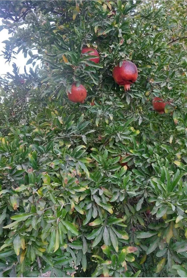 خونه باغ/ ۱۱۰۰ متر/موقعیت صنعتی تجاری/ تهاتر|فروش دفتر صنعتی، کشاورزی، تجاری|ورامین, ورامین|دیوار