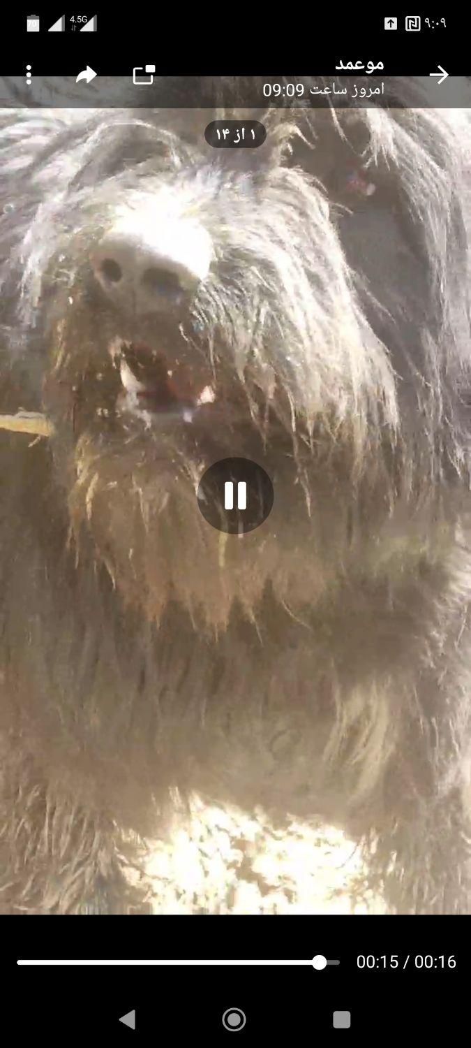 سگ ریشی|حیوانات|اصفهان, ملک‌شهر|دیوار