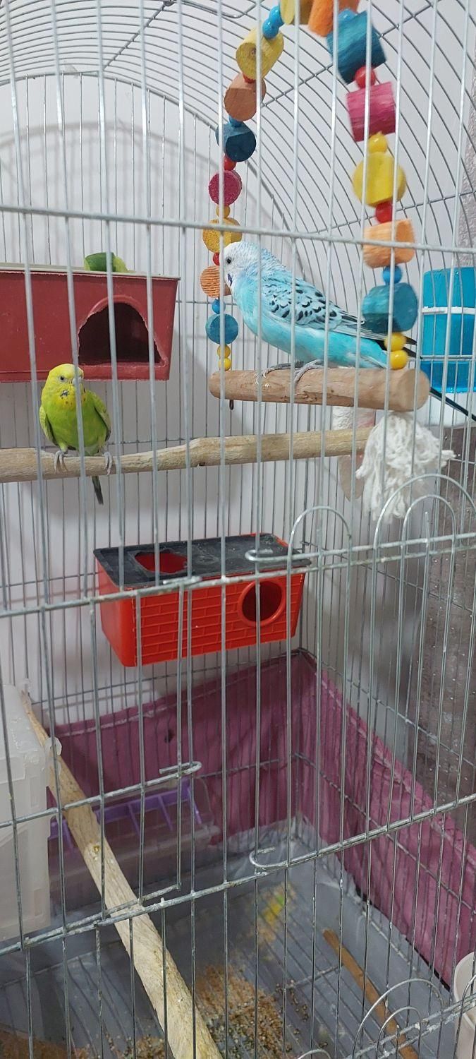 ۳عددمرغ عشق|پرنده|پاکدشت, پاکدشت (مامازند)|دیوار