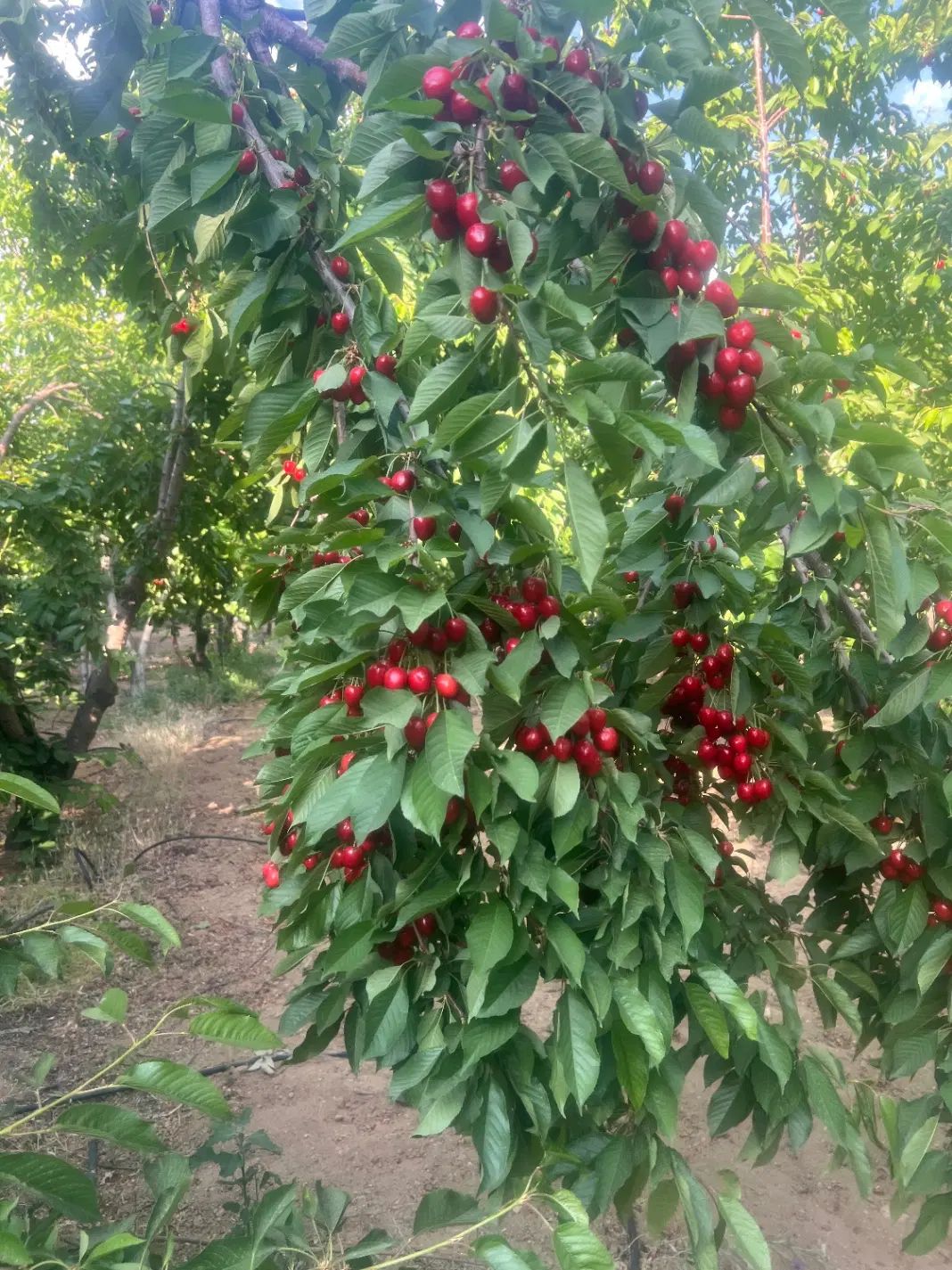 باغ میوه مارکده|فروش دفتر صنعتی، کشاورزی، تجاری|زاینده رود, |دیوار