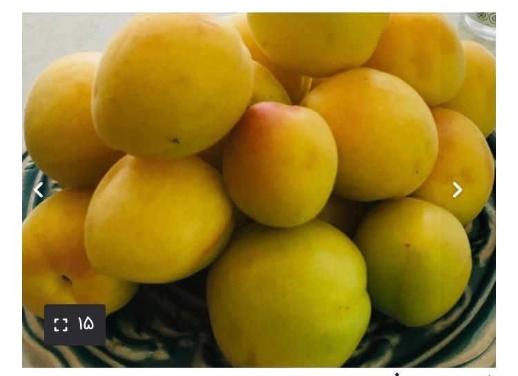 فروش باغ منطقه کوهستانی و پر آب طینوج -دستجرد|فروش زمین و ملک کلنگی|قم, صفائیه|دیوار