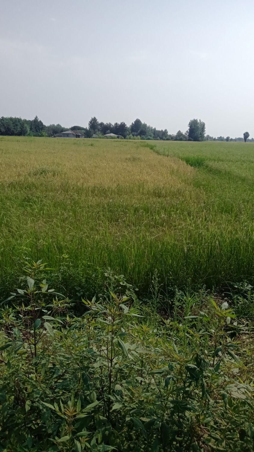 ۲۵۳۰متر شالیزار بهزراعی در ندامان گورابزرمیخ|فروش زمین و ملک کلنگی|گوراب زرمیخ, |دیوار