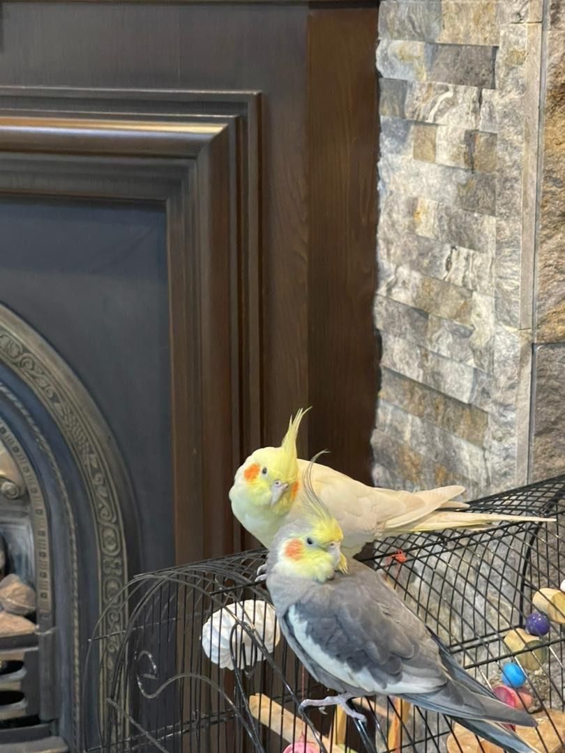 یک جفت عروس هلندی نرو ماده ارام|پرنده|رشت, دیلمان|دیوار