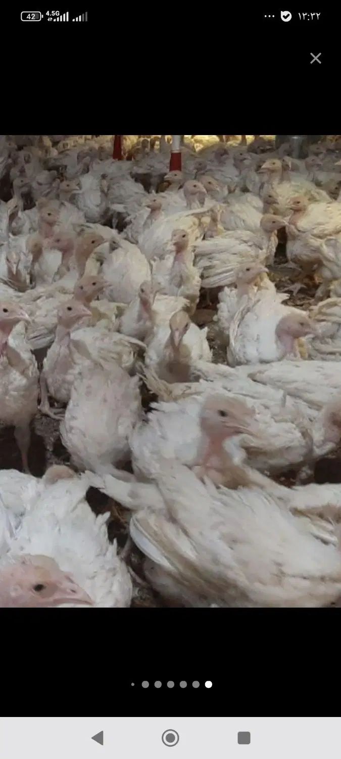 جوجه بوقلمون گوشتی بیوتی 40روزه(خانه طیور)|حیوانات مزرعه|زابل, |دیوار