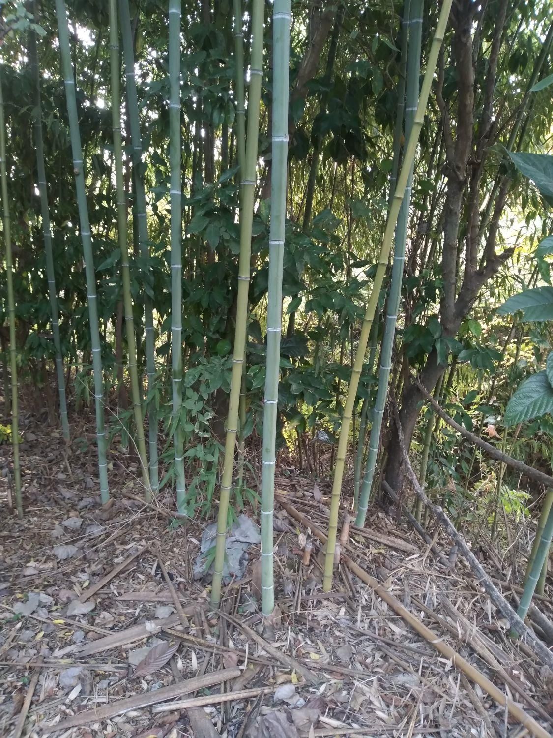 فروش نی   بامبو  خیزران|خدمات باغبانی و درختکاری|لاهیجان, لیل|دیوار