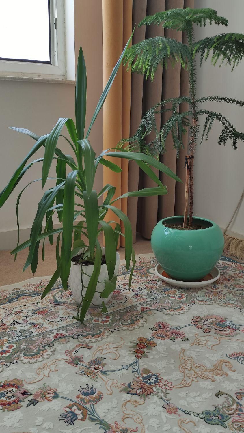 گل طبیعی|گل و گیاه طبیعی|کامیاران, |دیوار